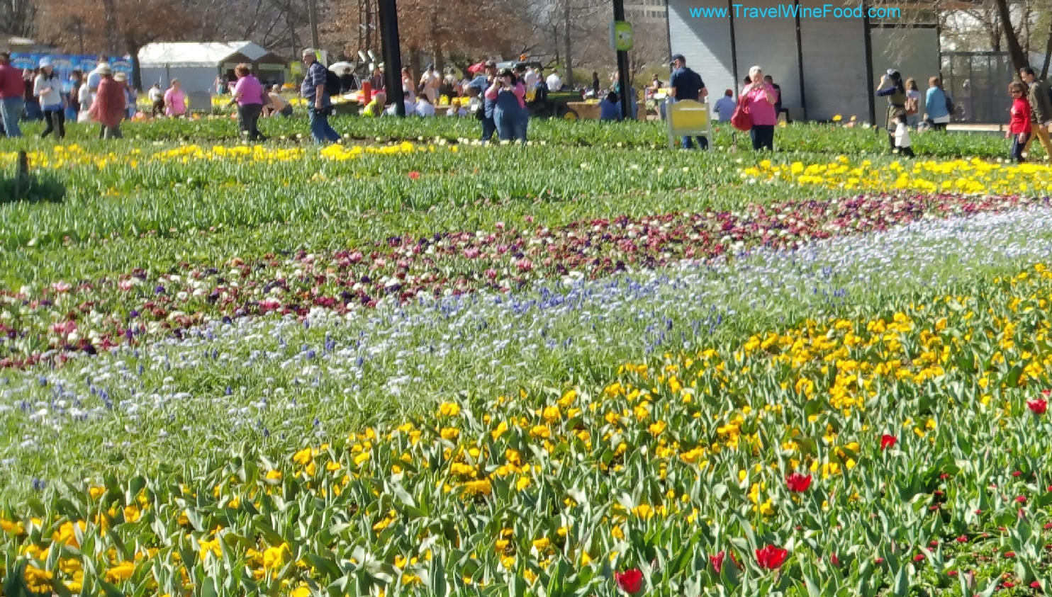 Floriade Canberra Flower Festival