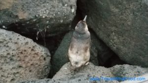 St Kilda Penguins Breakwater St Kilda Pier